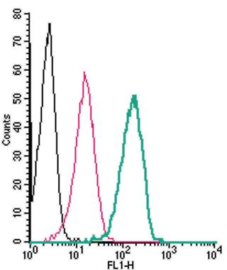Cell surface detection of <span class="TextRun SCXW225302036 BCX8" lang="EN-US" xml:lang="EN-U