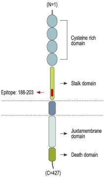 immunogen