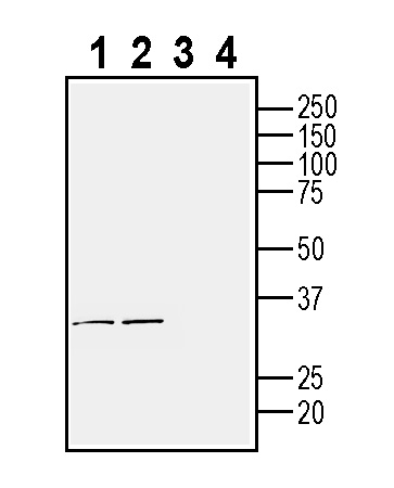 Western blot analysis of rat brain membranes (lanes 1 and 3) and mouse brain membranes (lanes 2 and 4):