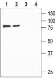 Western blot analysis of rat kidney (lanes 1 and 3) and lung (lanes 2 and 4) lysates:
