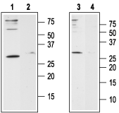 Western blot analysis of human Jurkat T-cell leukemia cell line lysate (lanes 1 and 2) and human HL-60 acute promyelocytic leukemia cell line lysate (lanes 3 and 4):