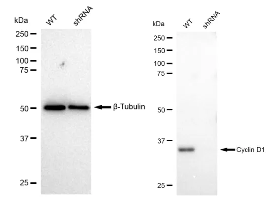 KVAb00196