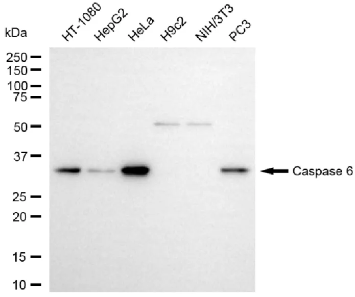 KVAb01664