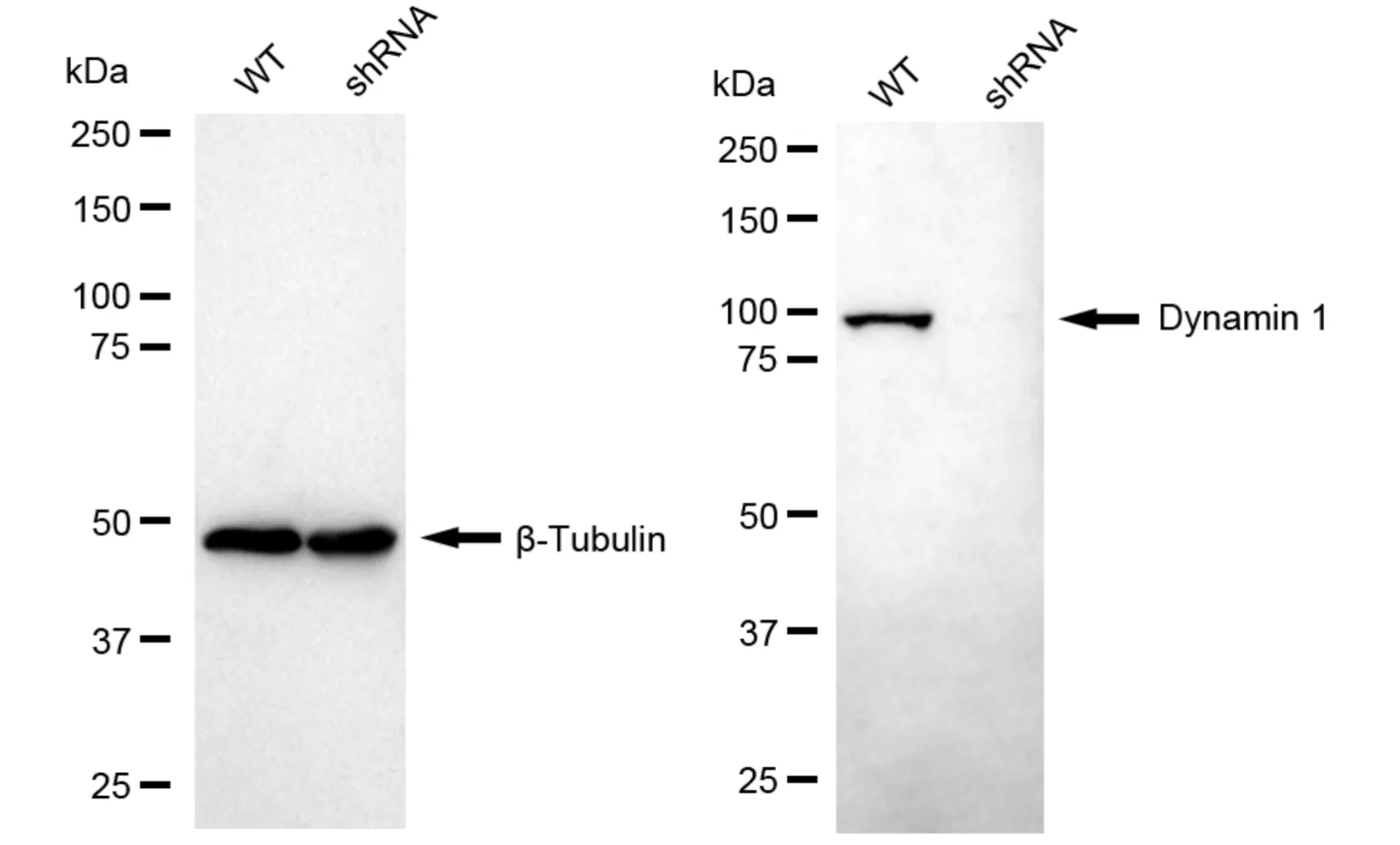 KVAb01792