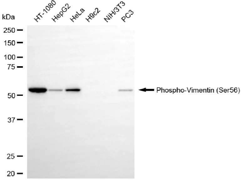 KVAb01696