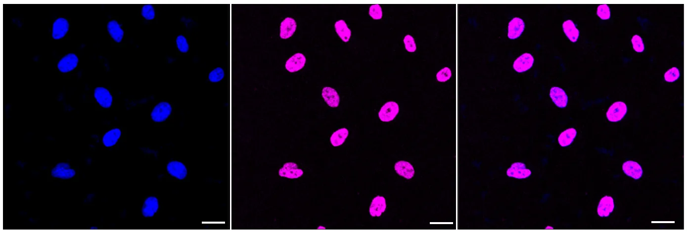 KVAb01231