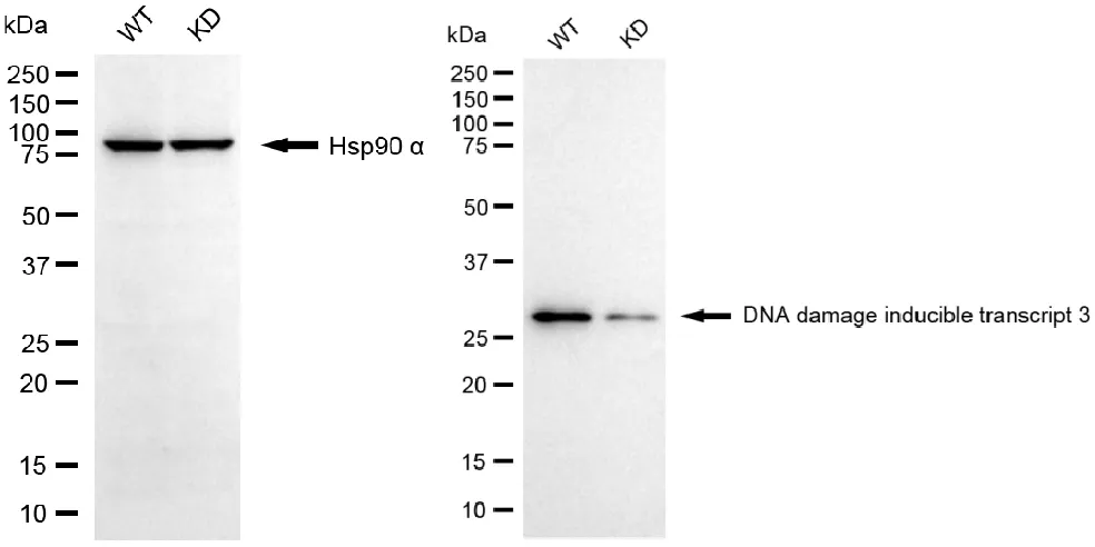 KVAb01406