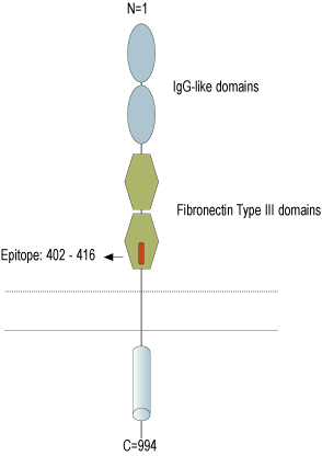 immunogen