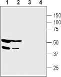 Western blot analysis of human PANC-1 pancreatic carcinoma cell lysate (lanes 1 and 3) and human HepG2 liver carcinoma cell lysate (lanes 2 and 4):