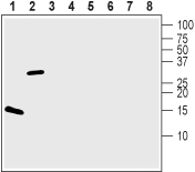 Western blot analysis of 100 ng of each Recombinant human BDNF protein (#B-250) (lanes 1 and 5), </stron