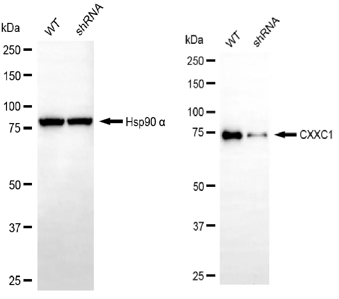KVAb00399
