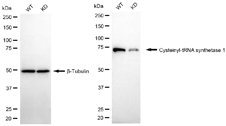 KVAb01446