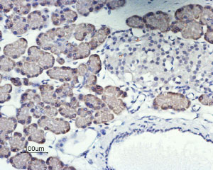 Expression of Orai1 in rat pancreas