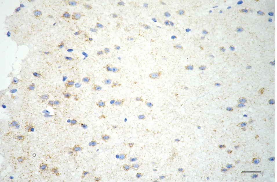 KVAb01021