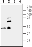 Western blot analysis of new born rat brain membranes (lanes 1 and 3) and mouse brain membranes (lanes 2 and 4):