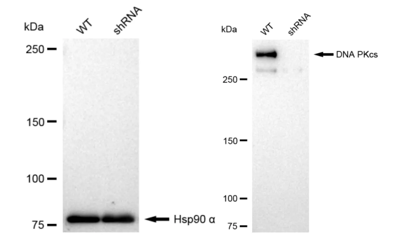 KVAb01783