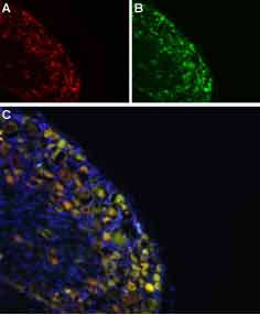 Colocalization of Na V 1.8 and Synaptophysin in rat DRG