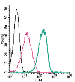 Cell surface detection of Adenosine A 2B Receptor by indirect flow cytometry in live intact human THP-1 monocytic leukemia cells: