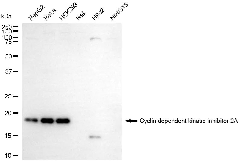 KVAb01289