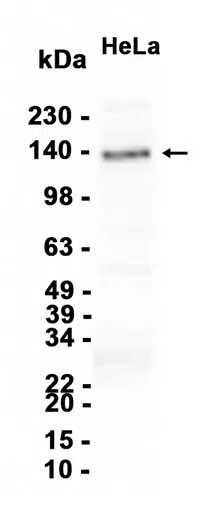 AMRe86883