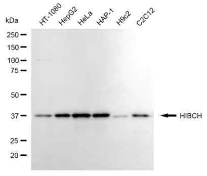 KVAb00540
