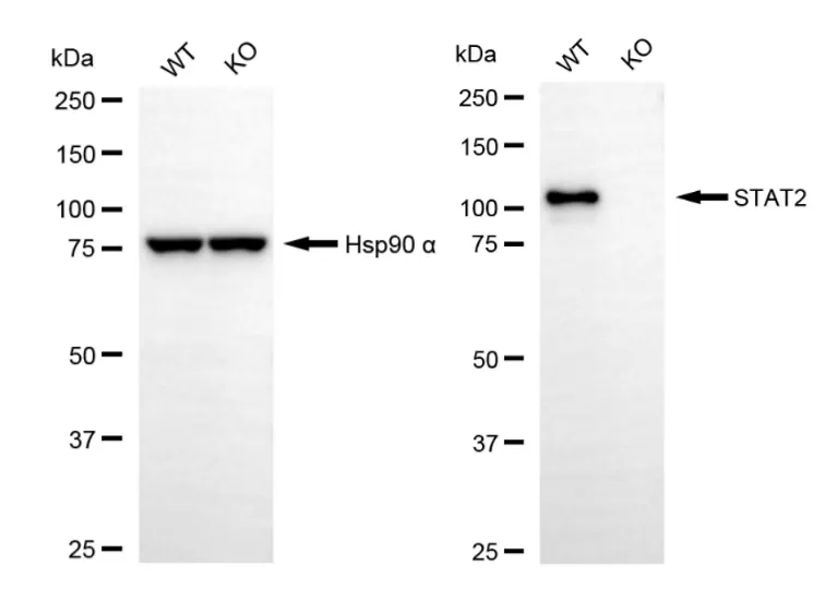 KVAb01904