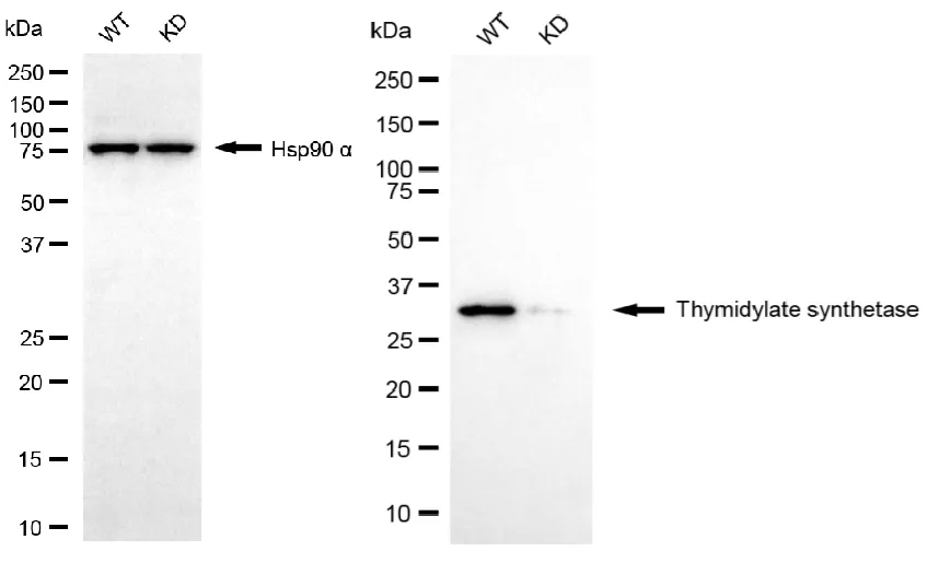 KVAb01329