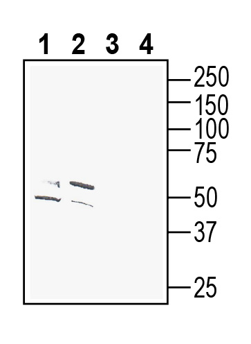 Western blot analysis of mouse brain lysates (lanes 1 and 3) and rat brain membranes (lanes 2 and 4):