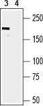 Western blot analysis of mouse lung lysate: