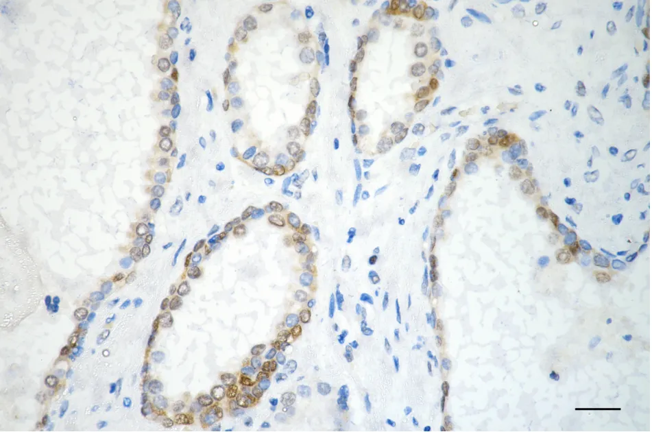 KVAb01640