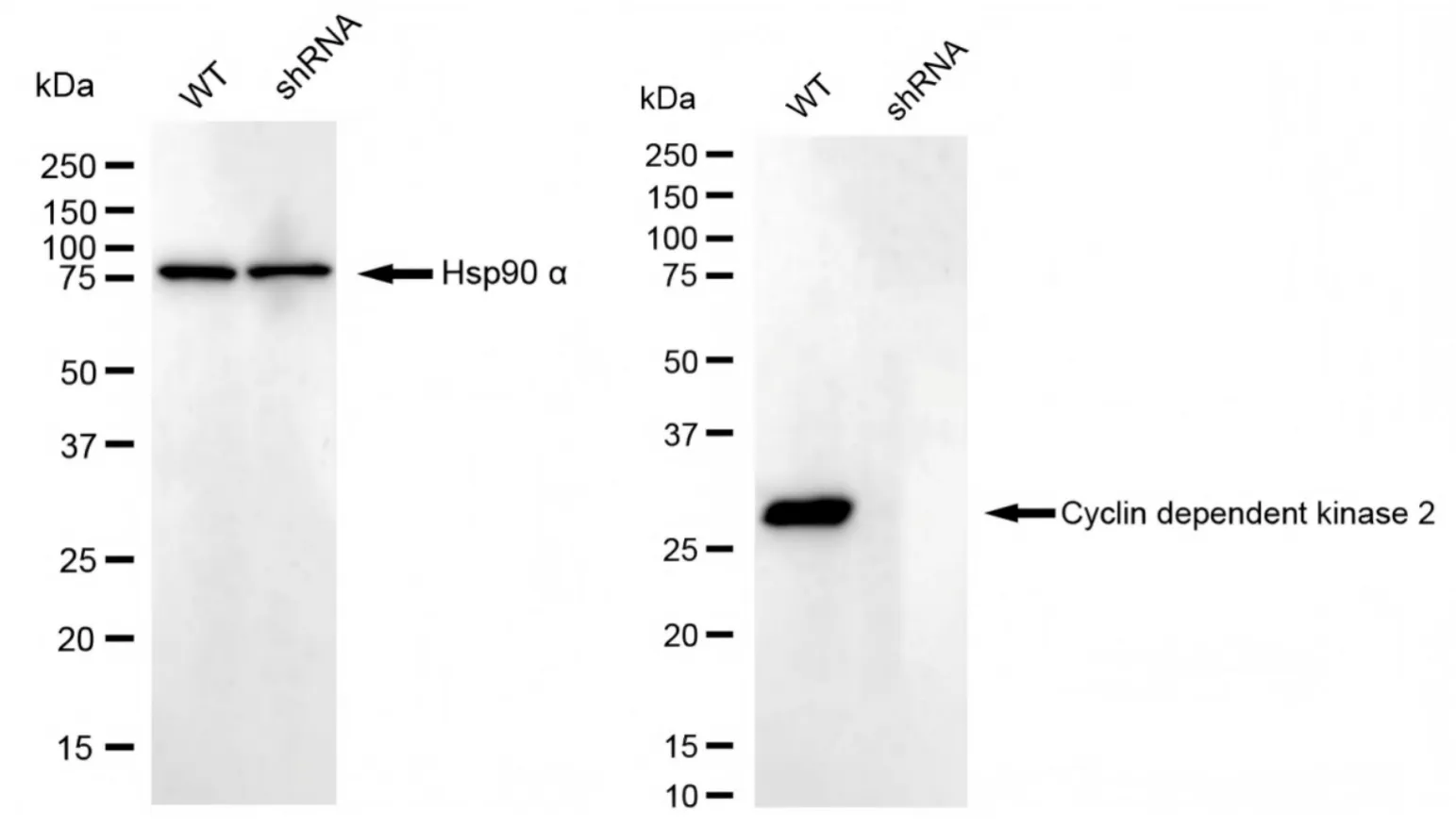 KVAb01726