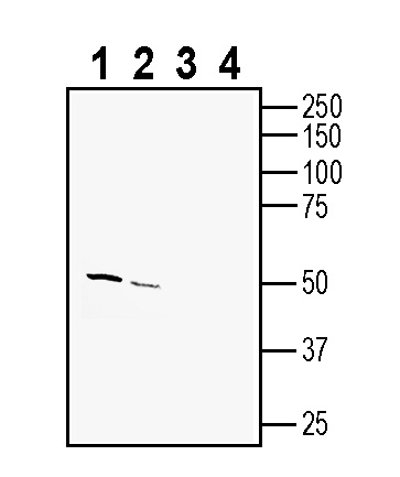 Western blot analysis of rat spleen membranes (lanes 1 and 3) and mouse spleen lysates (lanes 2 and 4):