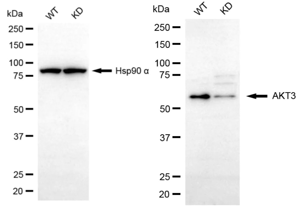 KVAb01242
