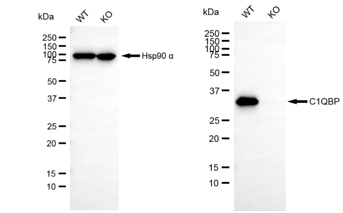 KVAb01381