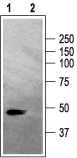 Western blot analysis of rat brain membranes: