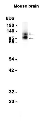 AMRe87540