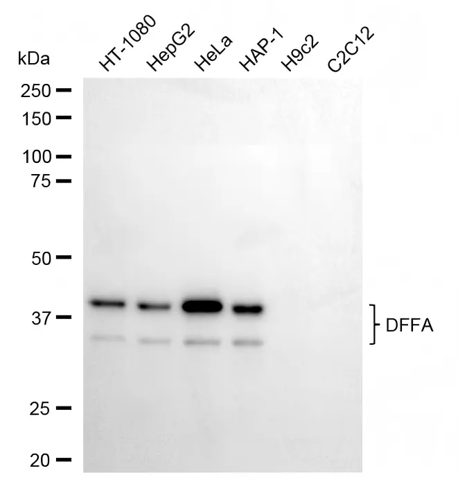 KVAb01924