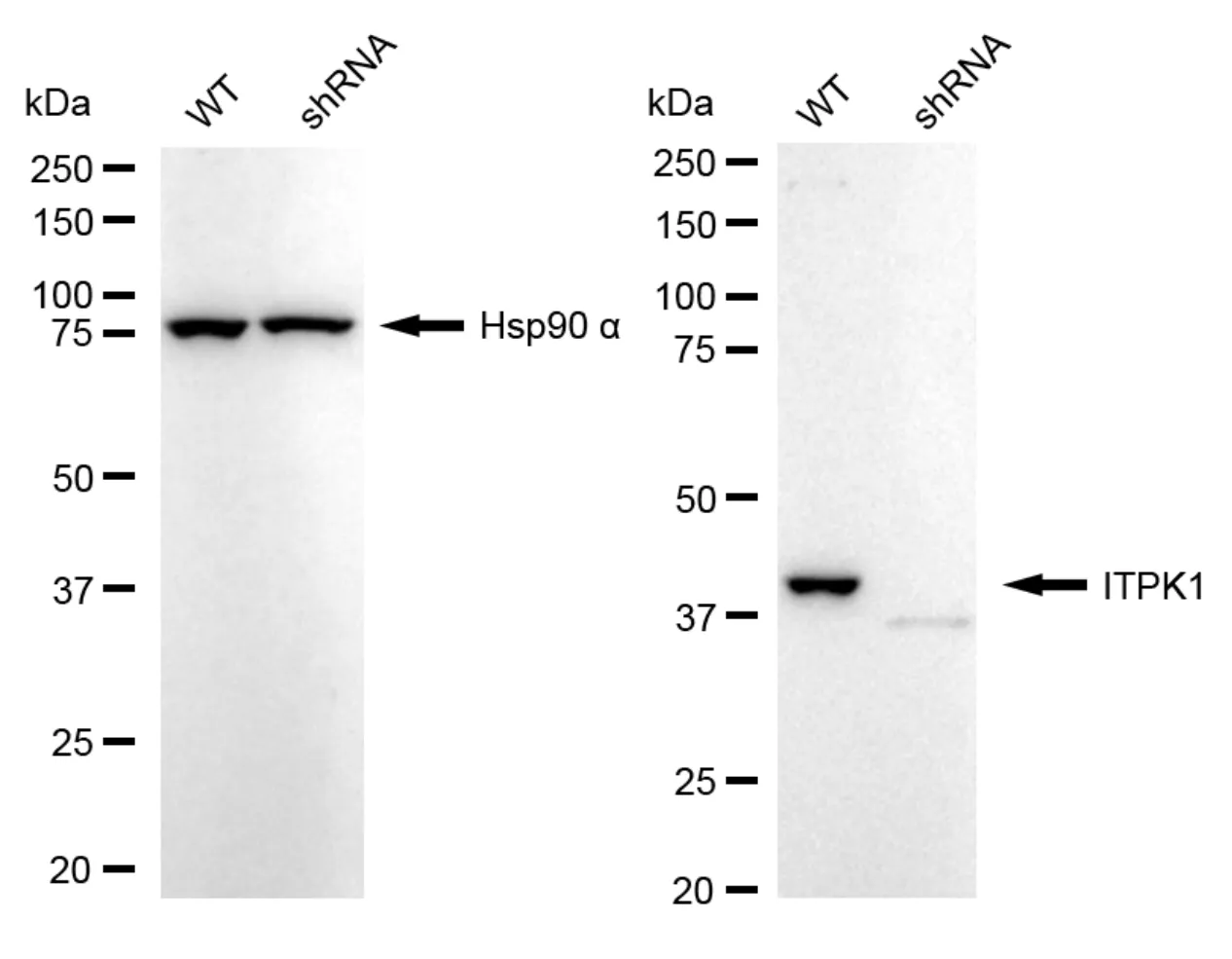 KVAb01782