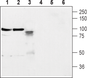 Western blot analysis of rat brain membrane (lanes 1 and 4), mouse brain membrane (lanes 2 and 5) and rat PC12 pheochromocytoma cells (lanes 3 and 6):