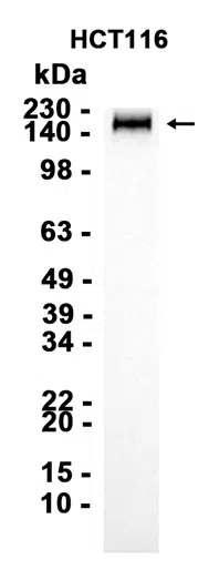 AMRe86939