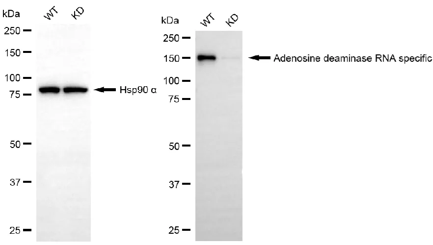 KVAb01363