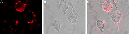 Expression of GluA2 in rat PC12 cells