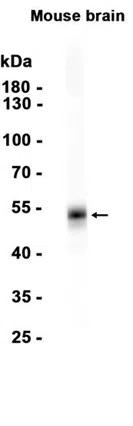 AMRe86969