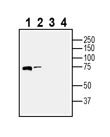 Western blot analysis of rat brain lysate (lanes 1 and 3) and mouse brain lysate (lanes 2 and 4):