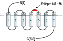 immunogen