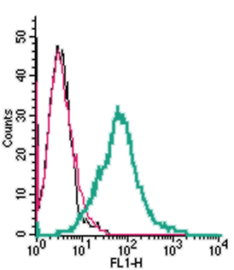 Cell surface detection of 5HT2A Receptor (HTR2A) by indirect flow cytometry in live intact human MEG-01 megakaryoblastic leukemia cells: