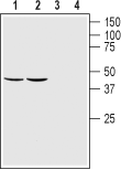Western blot analysis of rat (lanes 1 and 3) and mouse (lanes 2 and 4) brain lysates: