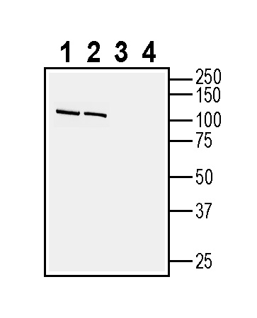 Western blot analysis of rat brain lysates (lanes 1 and 3) and mouse brain lysates (lanes 2 and 4):