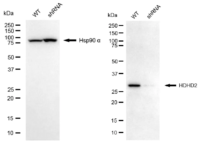 KVAb01154