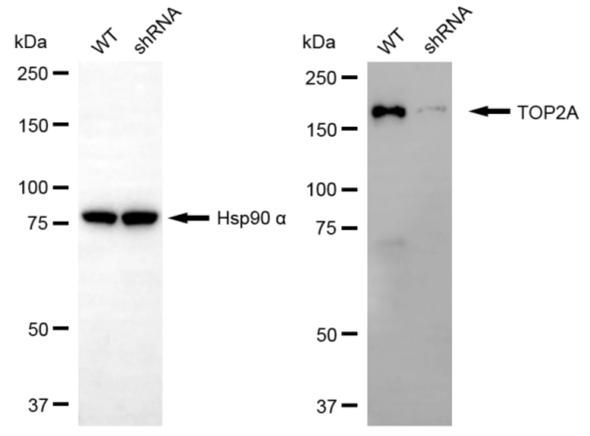 KVAb00466